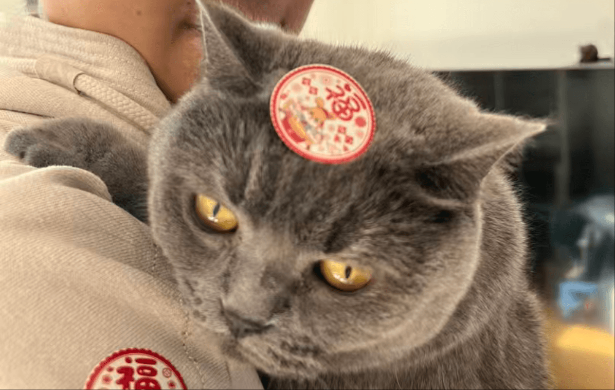 我的特殊合伙人:一只名叫“妹妹”的猫